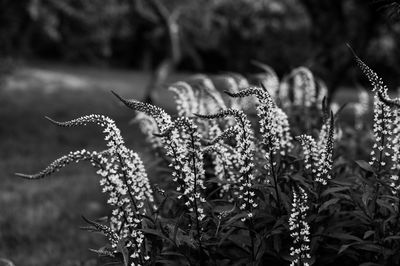 Close-up of dried plant on field