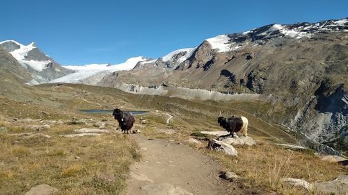 View of a horse on snowcapped mountain