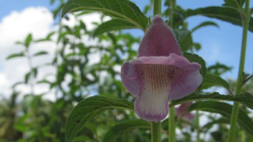 Close-up of flowers blooming