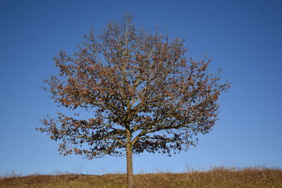 Tree on field against clear blue sky