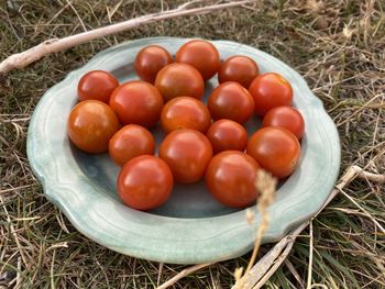 High angle view of tomatoes