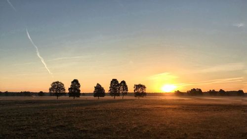 Trees on field against sky during sunset