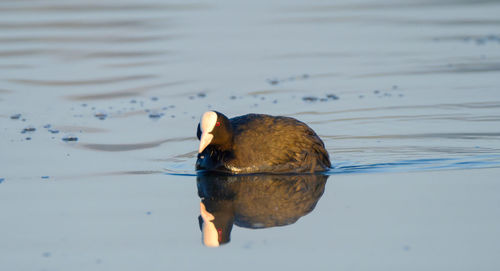 Duck swimming on lake