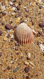 Close-up of seashell on sea shore