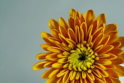 Close-up of yellow flower against white background