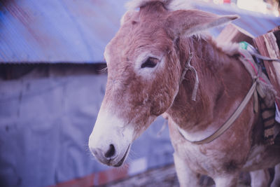 Close-up of horse in ranch