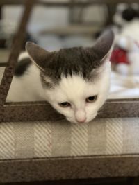 Close-up portrait of cat relaxing at home