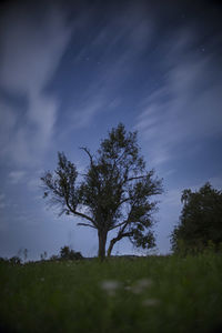 Low angle view of tree against sky at night