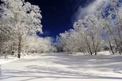 Snow covered trees at night