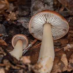 mushroom