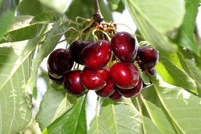 Close-up of cherries on tree