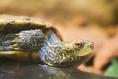 Close-up of turtle