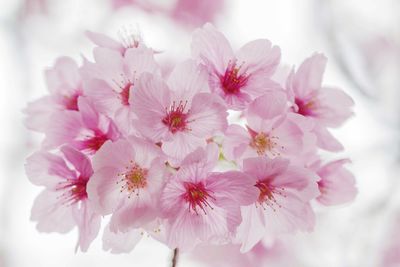 Close-up of pink flowers