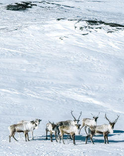 Flock of reindeer  in snow