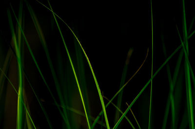 Close-up of green grass against black background