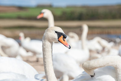 Close-up of swan