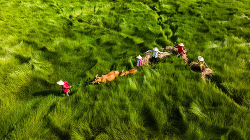 High angle view of flowering plants on field