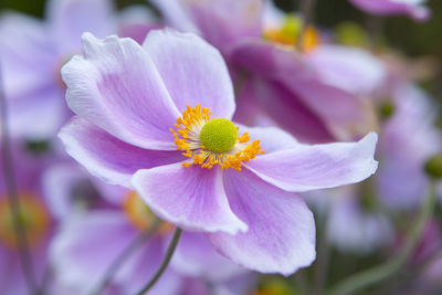 Close-up of pink flowering plant