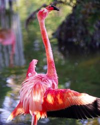 Close-up of red duck