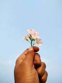 Close-up of hand holding flowering plant against sky