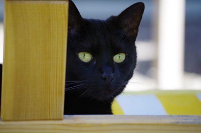 Close-up portrait of cat