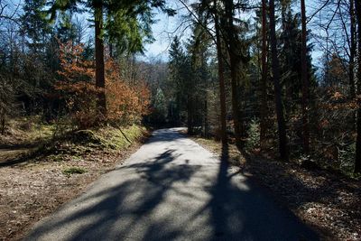 Road amidst trees in forest during autumn