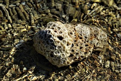 Close-up coral in water