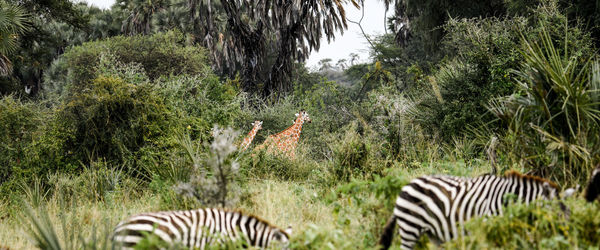 View of zebras on field