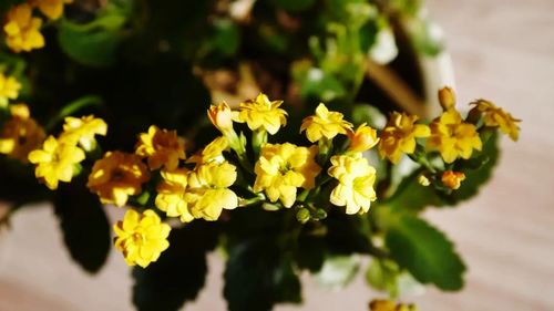 Close-up of yellow flower