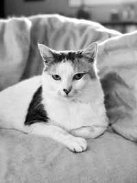 Close-up portrait of a cat