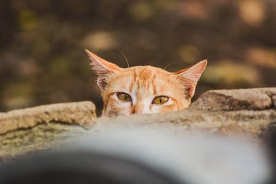Close-up portrait of tabby cat hiding outdoors