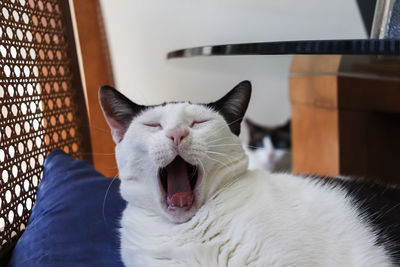 Close-up of cat yawning