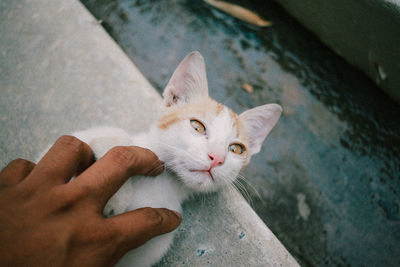 Close-up of hand holding cat