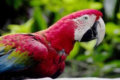 Close-up of parrot perching