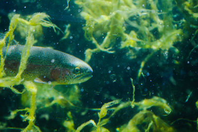 Fish swimming in aquarium