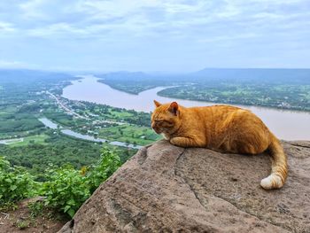 Cat relaxing on rock