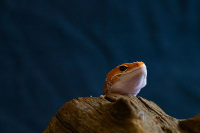 Close-up of a lizard on wood