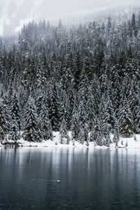 View of pine trees in lake during winter