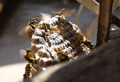 Close-up of bee on a plant