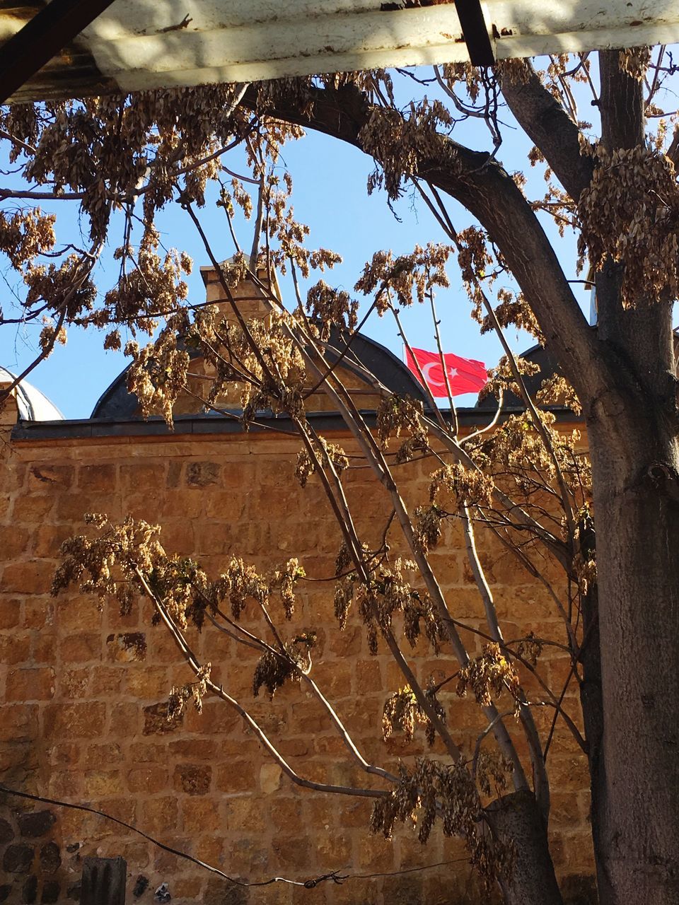 tree, plant, nature, no people, branch, day, low angle view, architecture, hanging, growth, tree trunk, trunk, outdoors, built structure, sky, building exterior, flag, building, wall - building feature, house