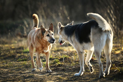 Two dogs standing on field