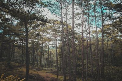 Trees growing in forest