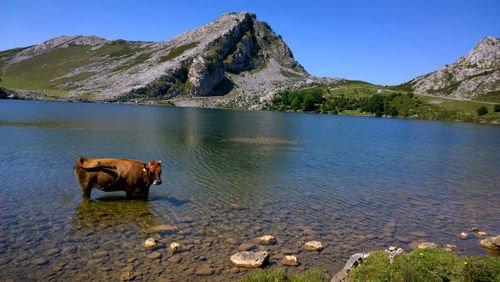 Cow standing in lake