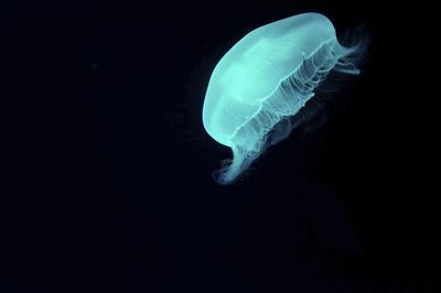 Close-up of jellyfish swimming in sea