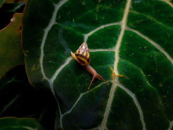 High angle view of insect on leaf