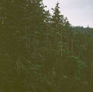 Trees in park