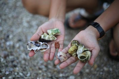 Low section of person holding seashells at beach