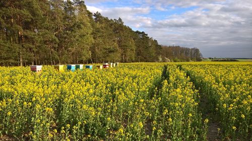 Yellow flowers growing on field