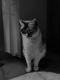 Close-up of cat sitting on sofa at home