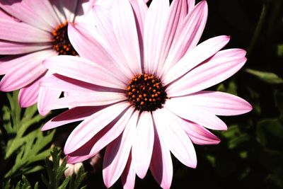 Close-up of pink flower blooming outdoors